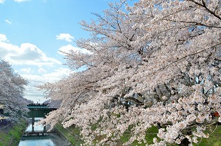 桜　